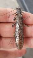 Image of American Salmonfly