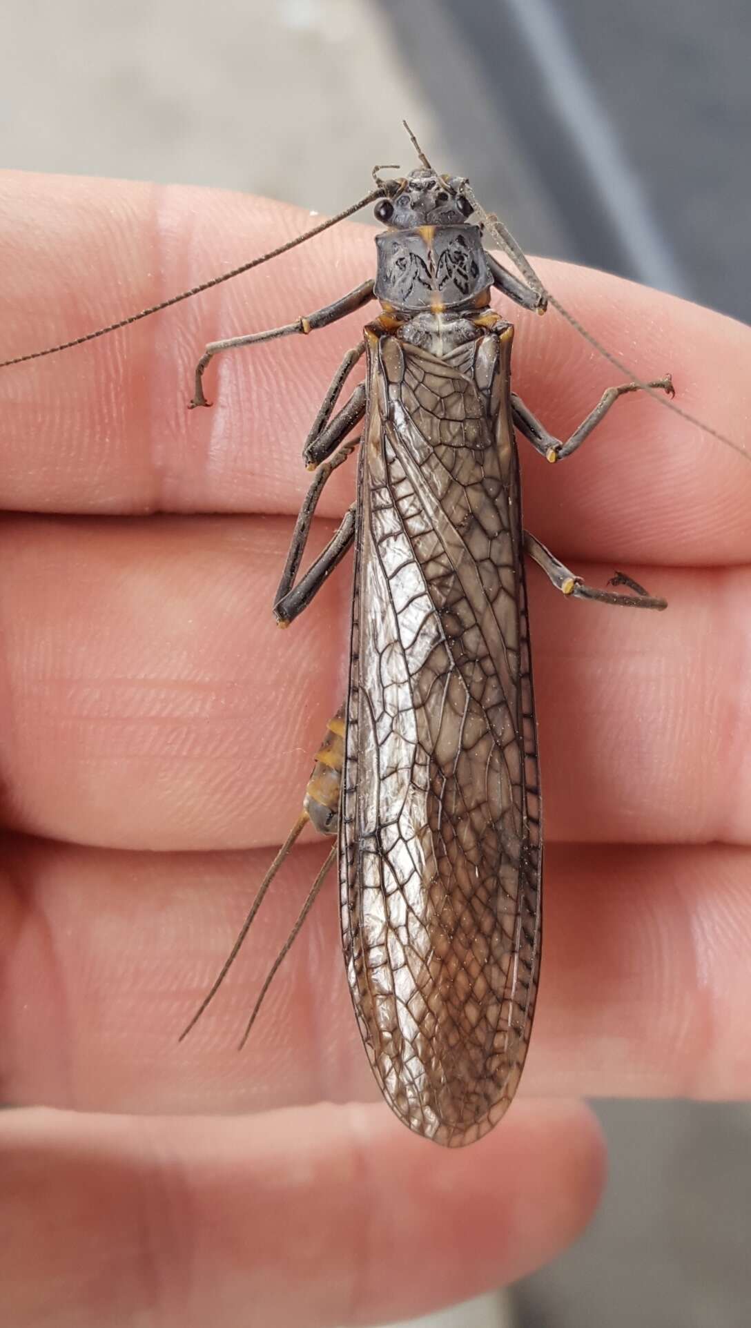Image of American Salmonfly