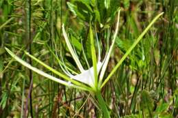 Image of alligatorlily