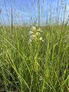 Image of Western prairie fringed orchid