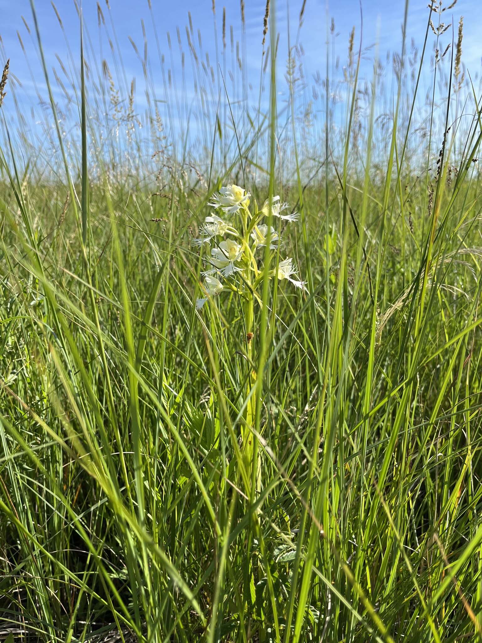 Image of Western prairie fringed orchid