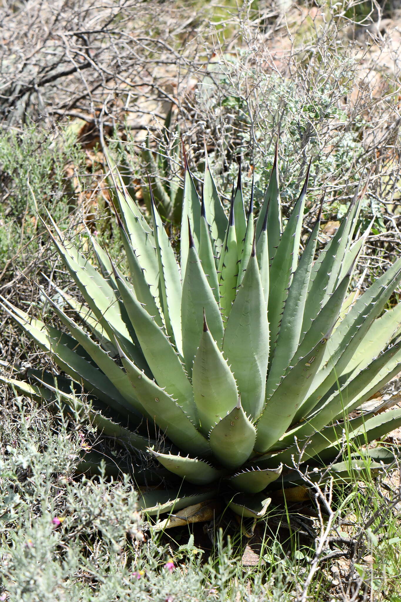 Image de Agave gracilipes Trel.