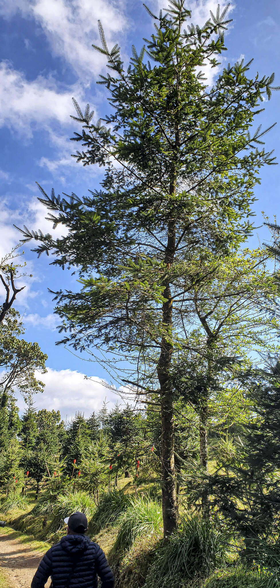 Image of Guatemalan Fir