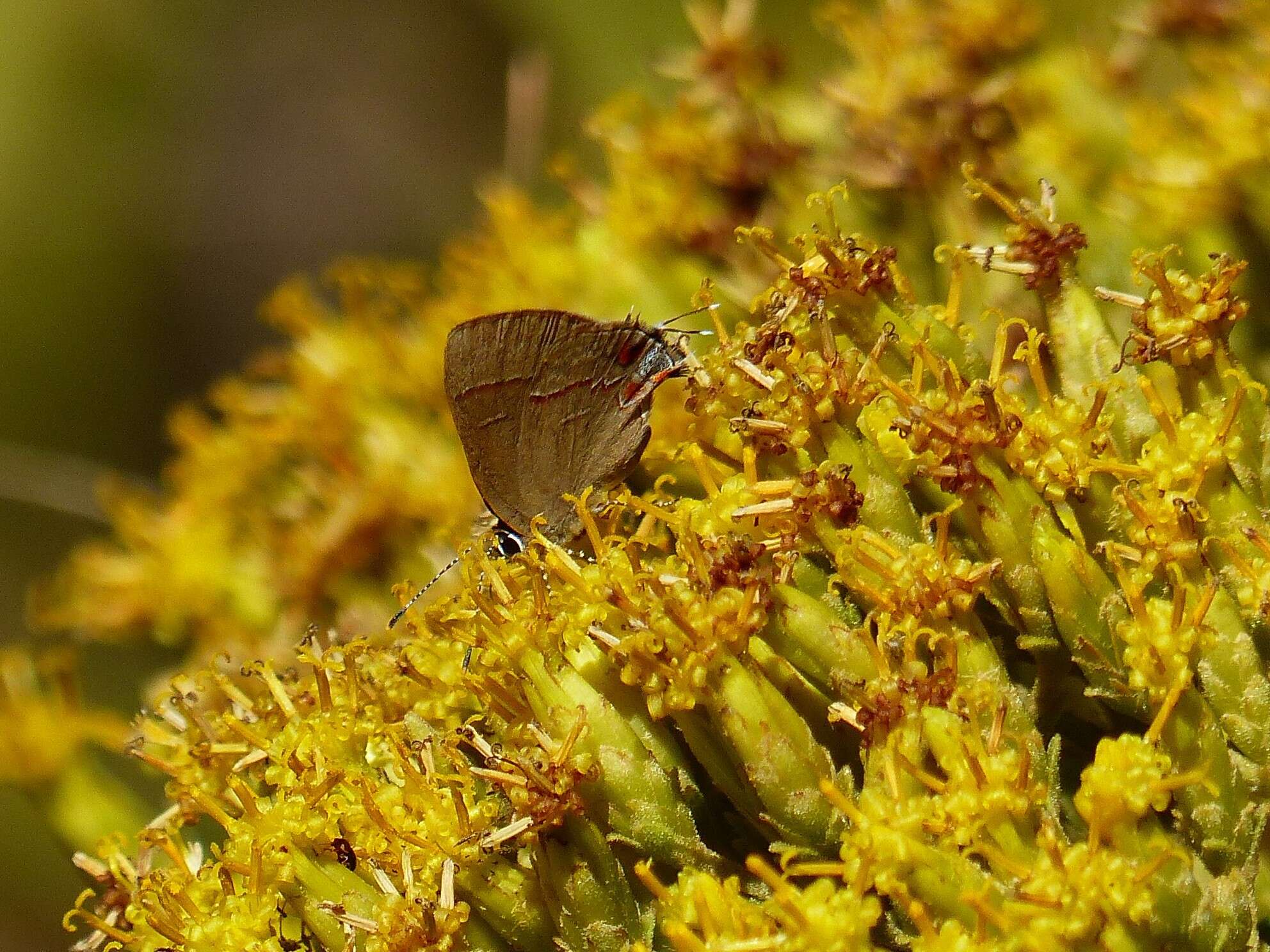 Image of Calycopis caulonia (Hewitson (1877))