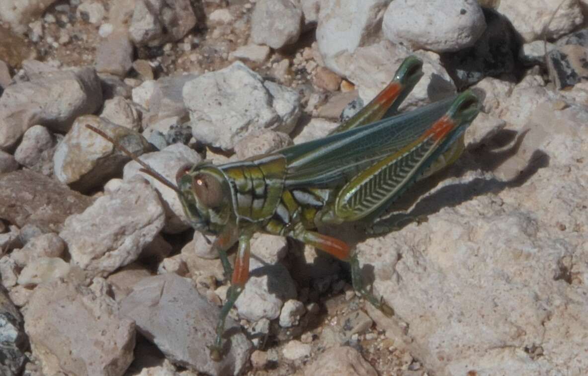 Image of Hesperotettix viridis viridis (Thomas & C. 1872)