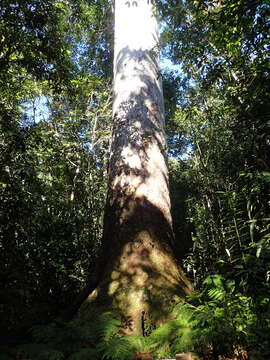 Image of Koghis Kauri