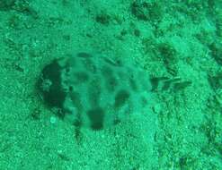 Image of Brazilian electric ray