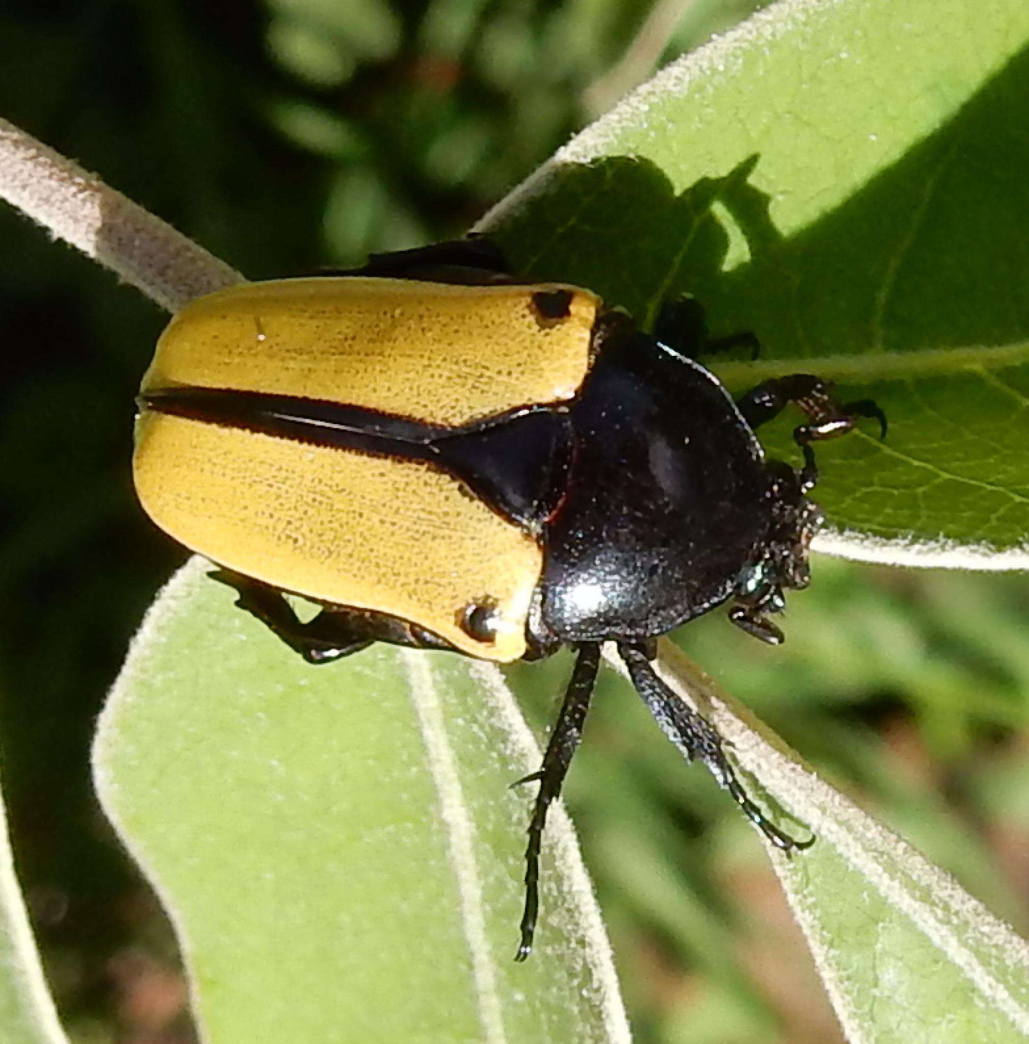 Image of Anisorrhina (Melinesthes) algoensis (Westwood 1842)