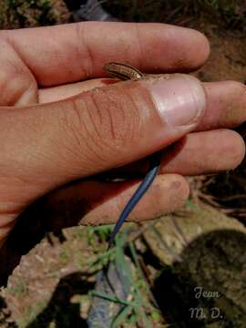 Image of Micrablepharus atticolus Rodrigues 1996