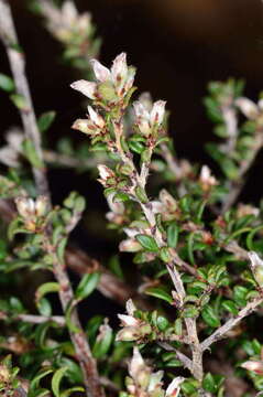 Image of Pultenaea gunnii subsp. tuberculata