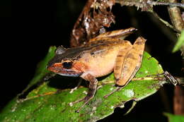 Image of Common Madagascar Frog