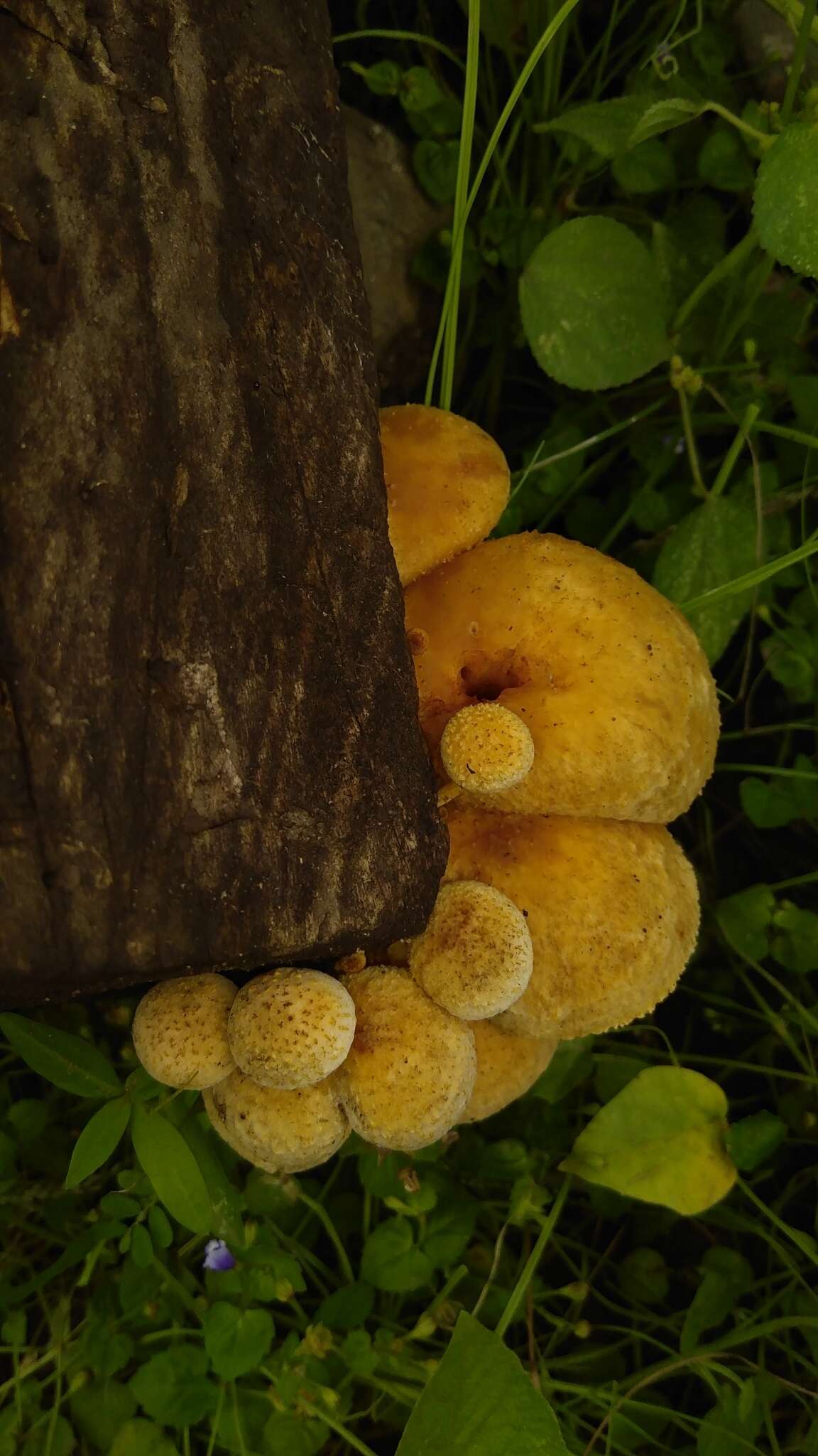 Imagem de Pholiota granulosa (Peck) A. H. Sm. & Hesler 1968