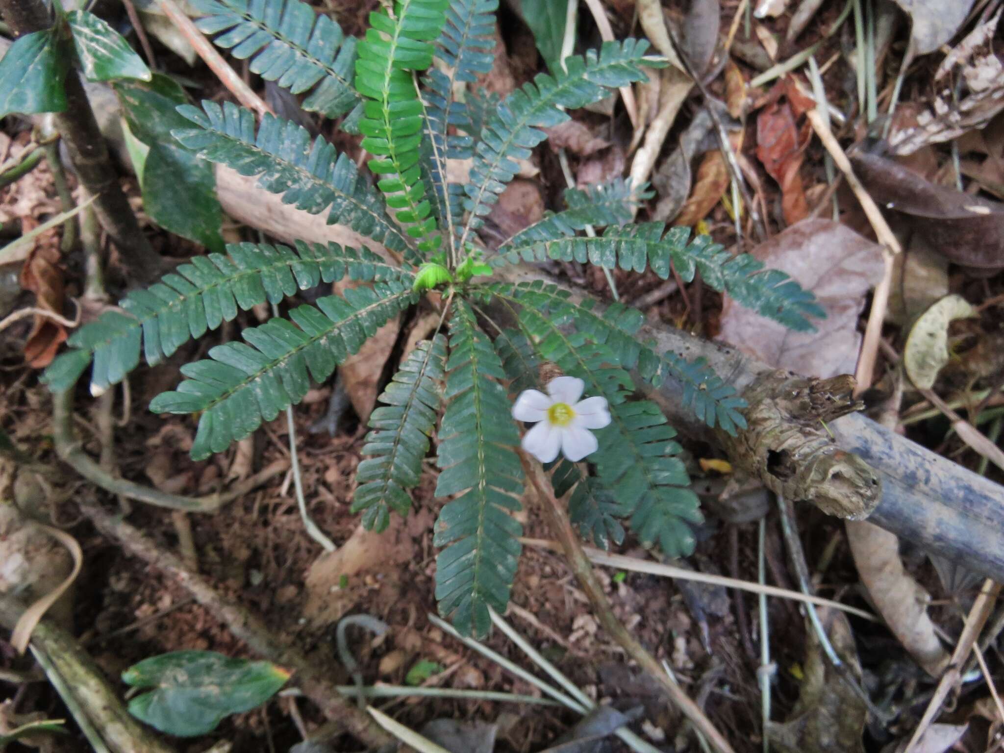 Image de Biophytum dendroides (Kunth) DC.