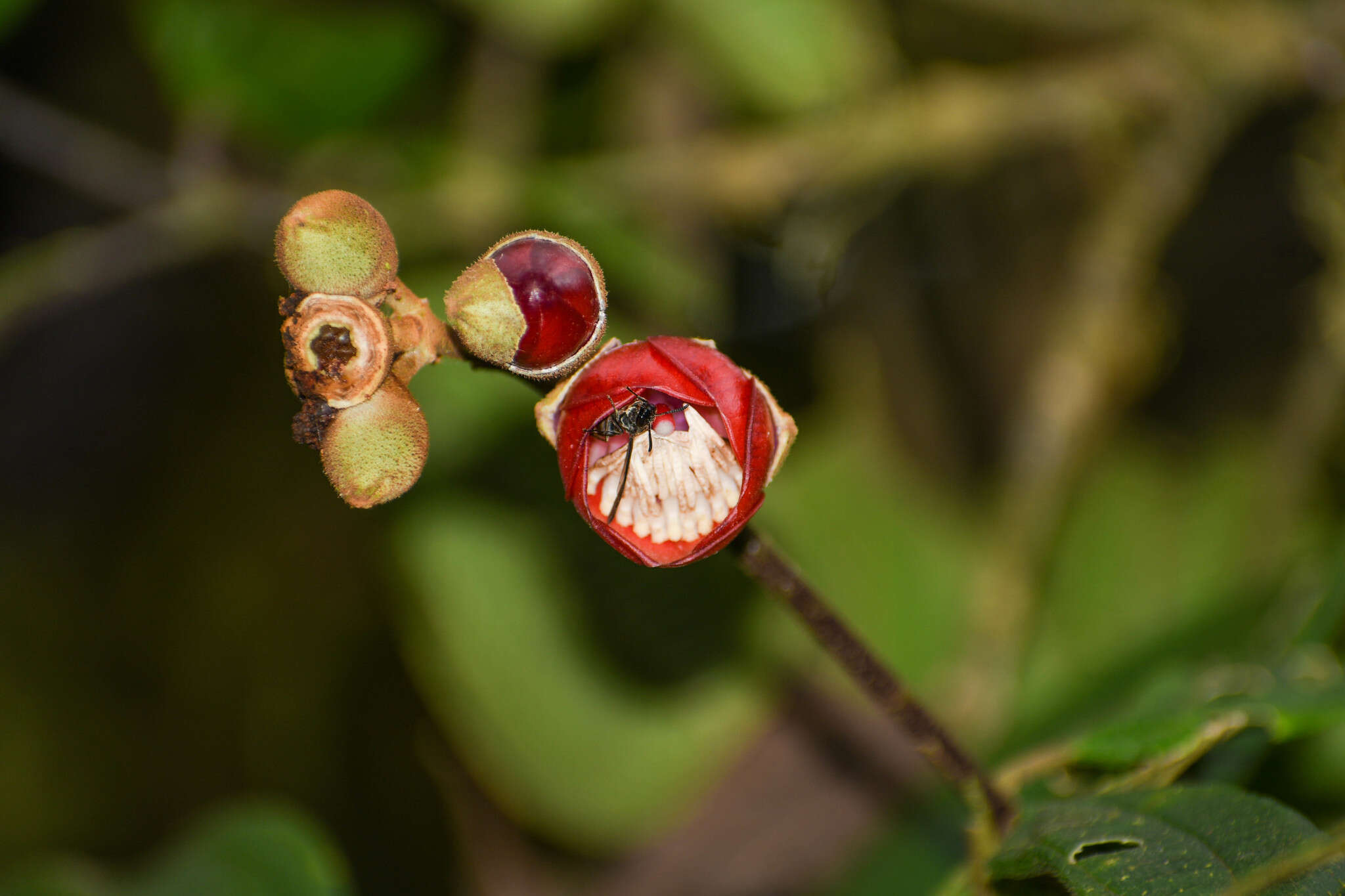 Meriania tomentosa (Cogn.) J. J. Wurdack resmi