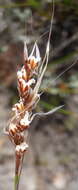 Image of Rhodocoma fruticosa (Thunb.) H. P. Linder