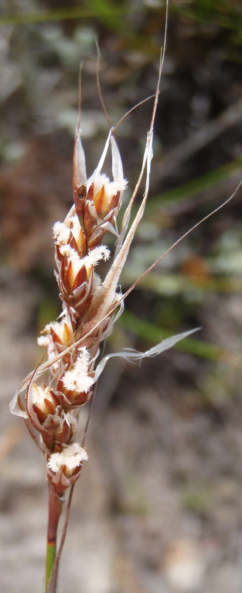 Image of Rhodocoma fruticosa (Thunb.) H. P. Linder