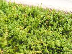 Image of cutleaf goosefoot