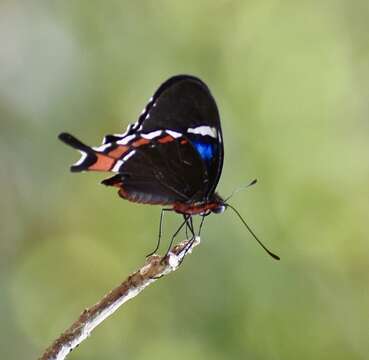 Image de Parides gundlachianus (Felder & Felder 1864)