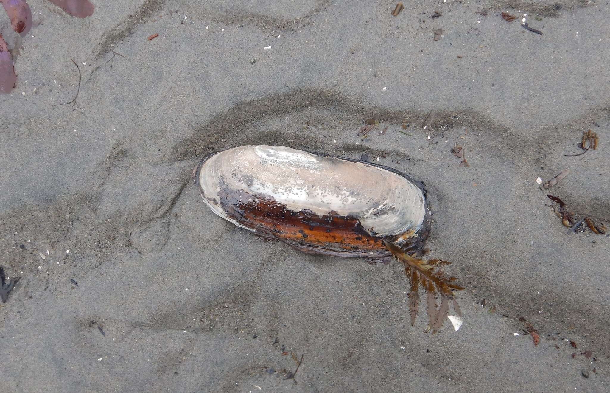 Image of Pacific razor clam