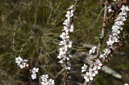 Слика од Leptospermum squarrosum Gaertn.