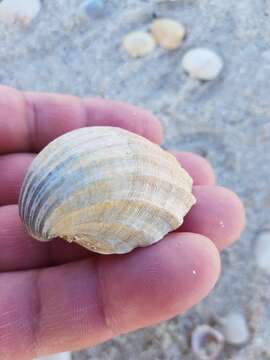 Image of poorly ribbed cockle
