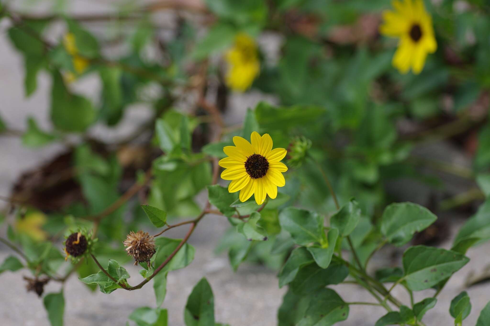 Image of cucumberleaf sunflower