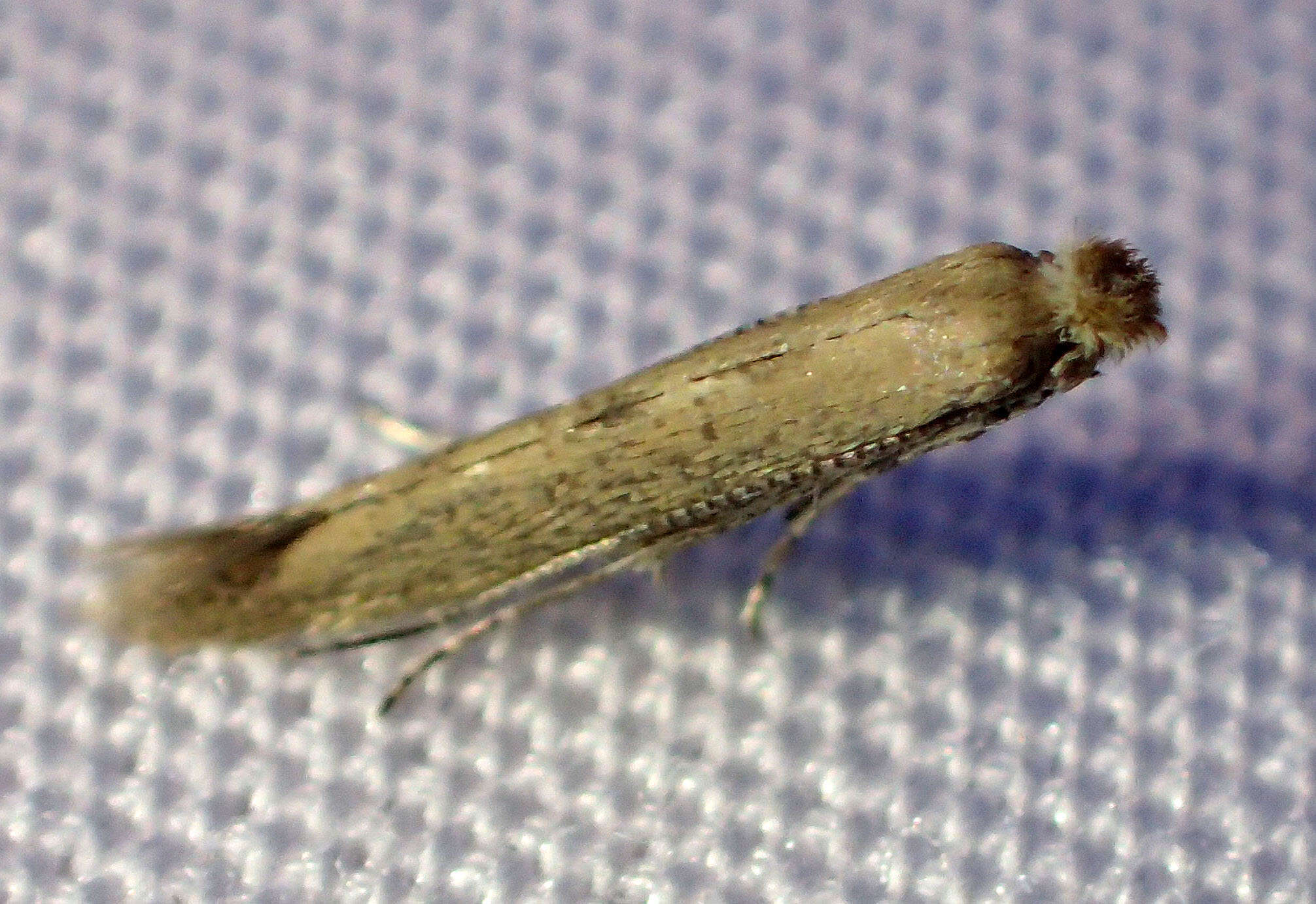 Image of convolvulus leafminer