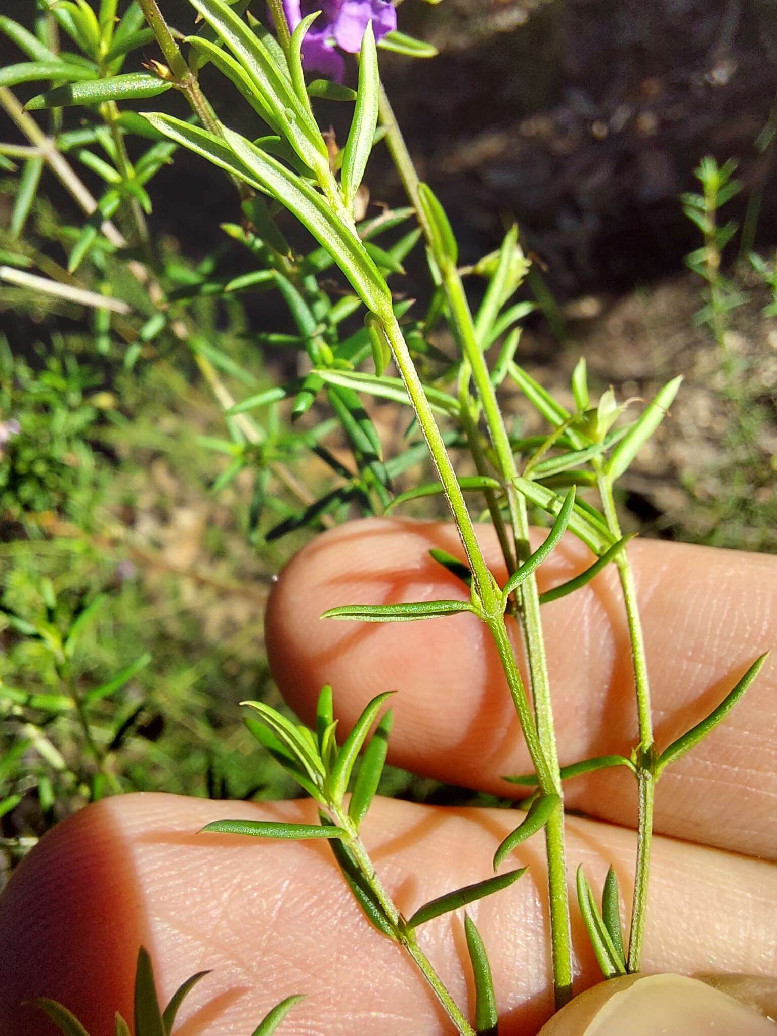 Image of Prostanthera scutellarioides (R. Br.) Druce