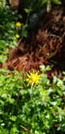 Image de Tridax brachylepis Hemsl.