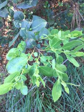 Image of Azara integrifolia Ruiz & Pav.