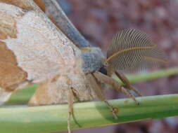 Image of Antheraea montezuma (Sallé 1856)