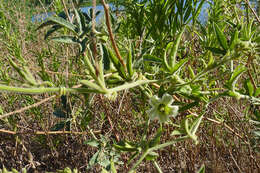 صورة Cayaponia bonariensis (Mill.) Mart. Crov.