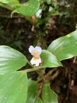 Camptandra gracillima (K. Schum.) Valeton的图像