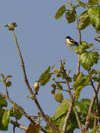 Image of Yellow-bellied Hyliota