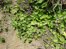 Imagem de Dichondra microcalyx (Hall. fil.) Fabris