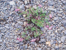 Image of fumitory