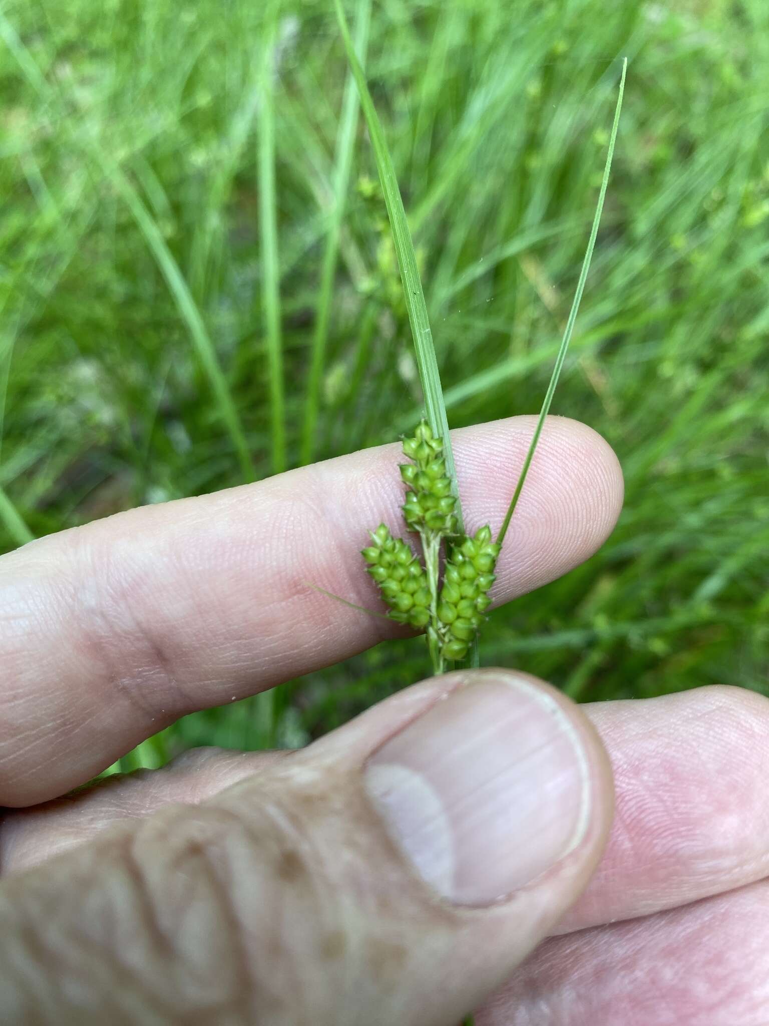 Carex caroliniana Schwein. resmi