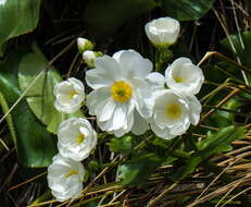 Image of Mount Cook buttercup