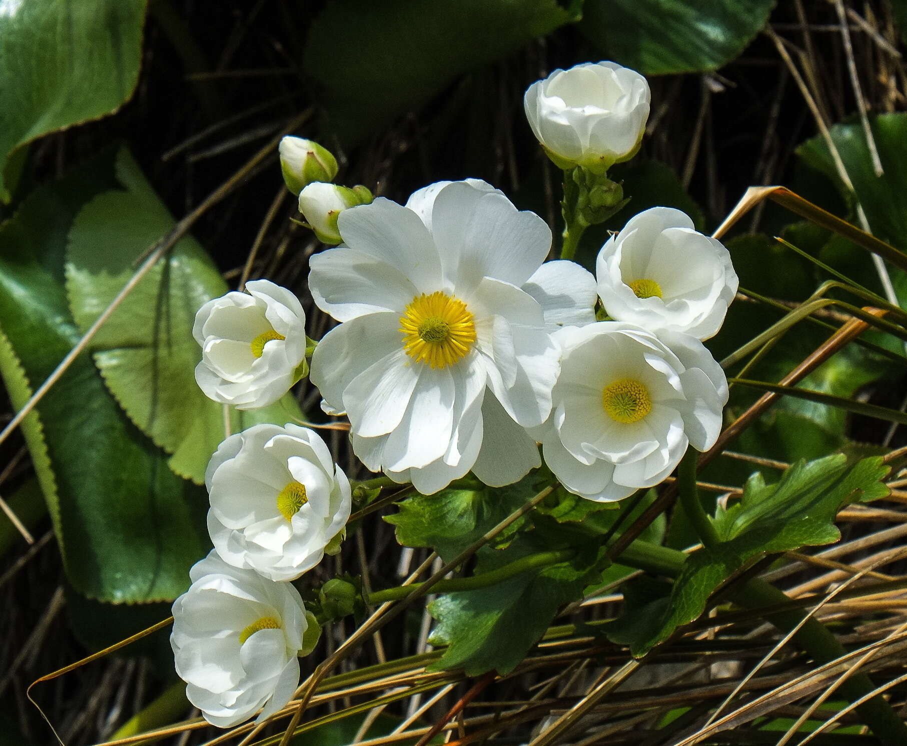 Image of Mount Cook buttercup
