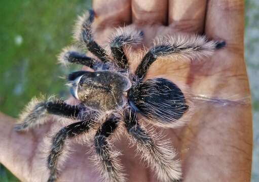 Image of Tliltocatl albopilosus