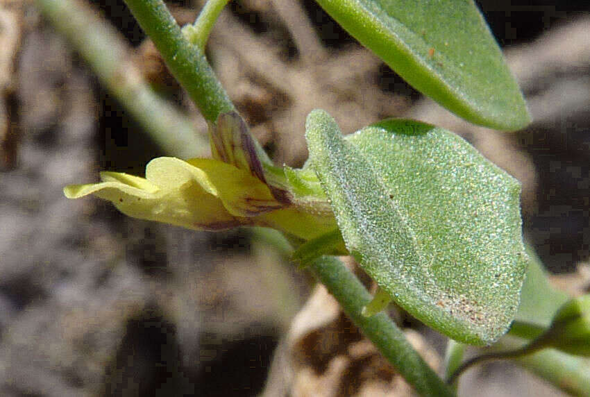 Image of Nanorrhinum elegans (G. Forst.) Ghebr.