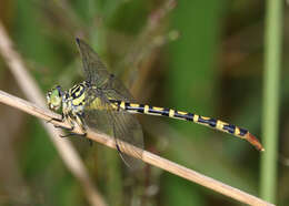 Imagem de Antipodogomphus neophytus Fraser 1958