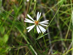 Plancia ëd Symphyotrichum boreale (Torr. & A. Gray) A. Löve & D. Löve