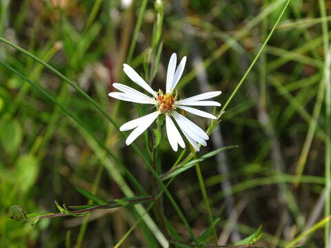 Image de Symphyotrichum boreale (Torr. & A. Gray) A. Löve & D. Löve