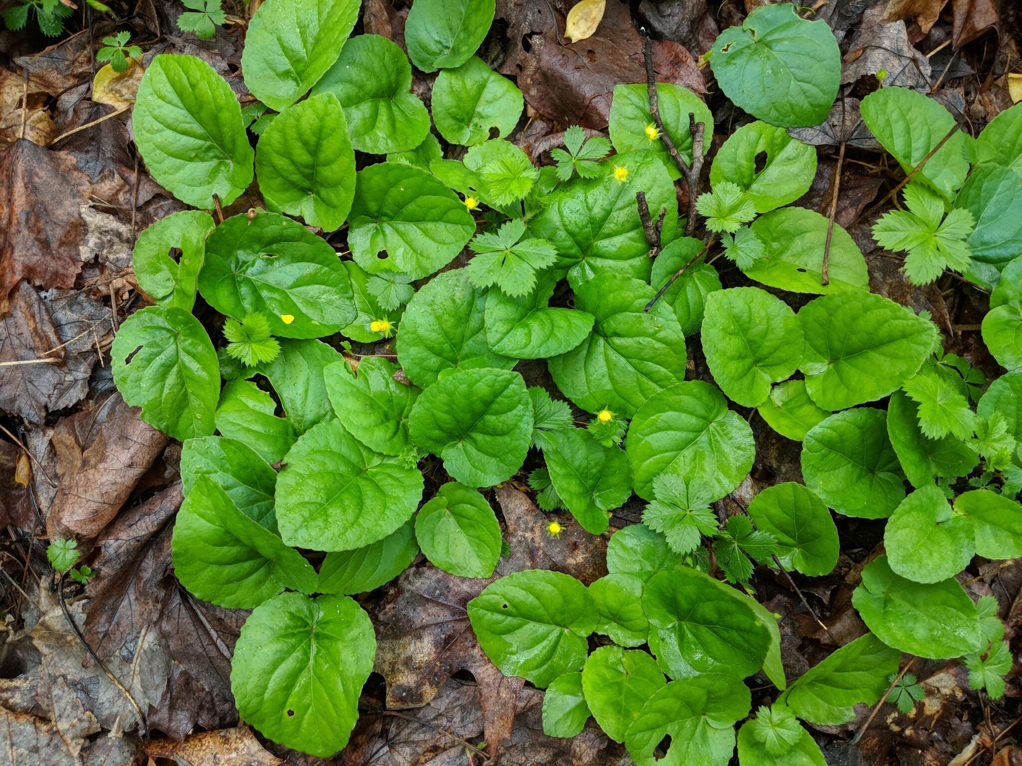 Image of roundleaf yellow violet