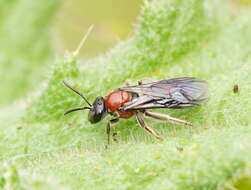 Image of Lasioglossum callomelittinum (Cockerell 1910)