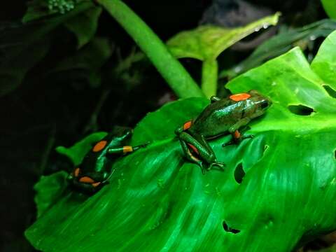 Image of Harlequin Poison Frog