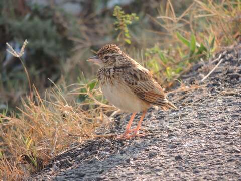 Image of Jerdon's Bush Lark