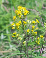 Image of Solidago virgaurea subsp. asiatica (Nakai ex Hara) Kitam. ex Hara