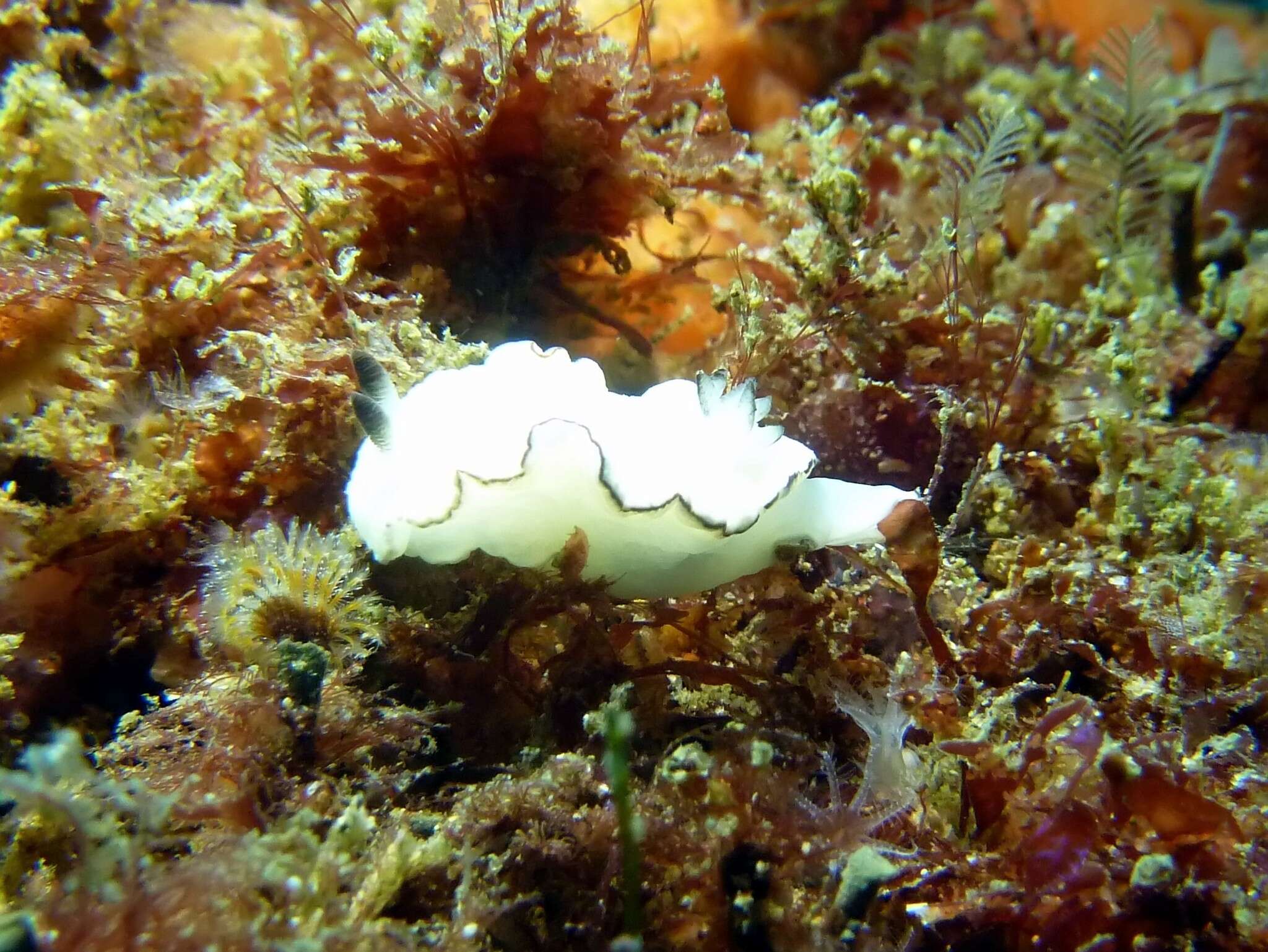 Image of Glossodoris angasi Rudman 1986